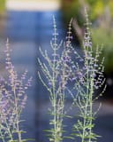 Russian Sage with slender stems and small purple flowers in a nursery setting