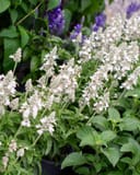 Sallyfun Pure White Salvia with tall white flower spikes and green foliage in a nursery container