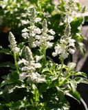 Sallyfun Pure White Salvia with white flower spikes and green foliage in a nursery container