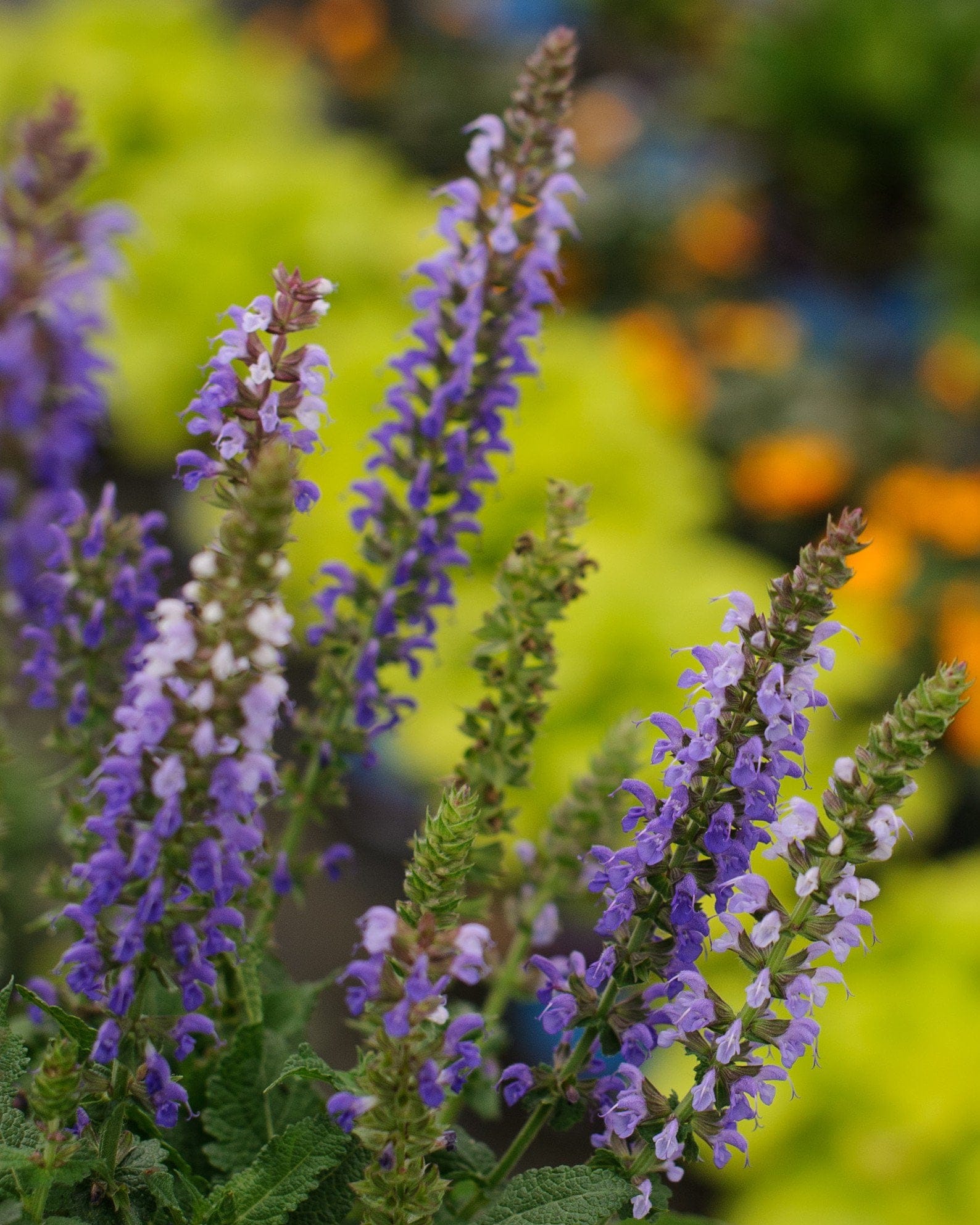 Sallyrosa April Night Salvia purple flower spikes Sallyrosa April Night Salvia with tall spikes of purple flowers and green foliage