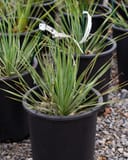 Sapphire Skies Blue Beaked Yucca with narrow blue-green leaves in a black nursery container