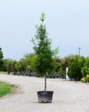 Savannah Holly Tree Form with slender upright growth and dense green foliage in a nursery container