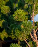 Sea Green Juniper Pom Pom with rounded tufts of green needle-like foliage on branching stems
