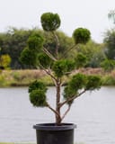 Sea Green Juniper Pom Pom with sculpted rounded foliage in a black container beside a nursery pond
