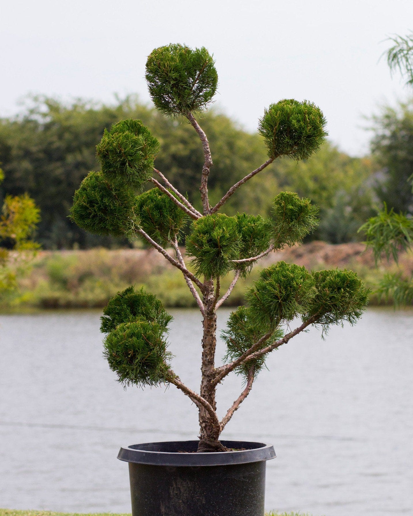 Sea Green Juniper Pom Pom