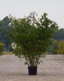 Seabreeze Bamboo with tall narrow green leaves in a black nursery container on gravel