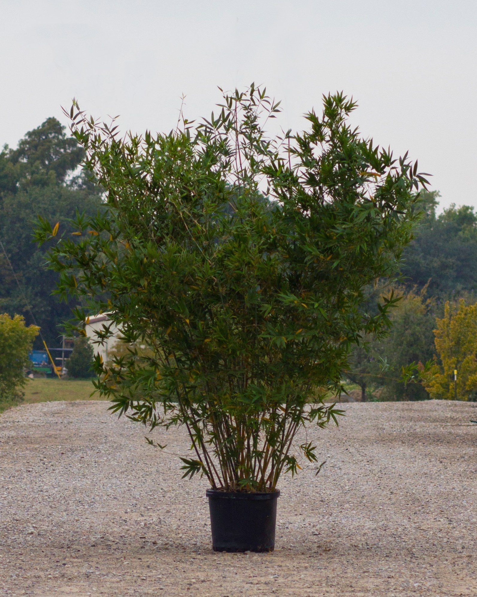 Seabreeze Bamboo narrow green leaves Seabreeze Bamboo with tall narrow green leaves in a black nursery container on gravel