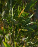 Seabreeze Bamboo with slender green leaves and reddish new growth