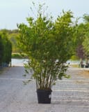 Seabreeze Bamboo with slender green leaves in a nursery container on a gravel path