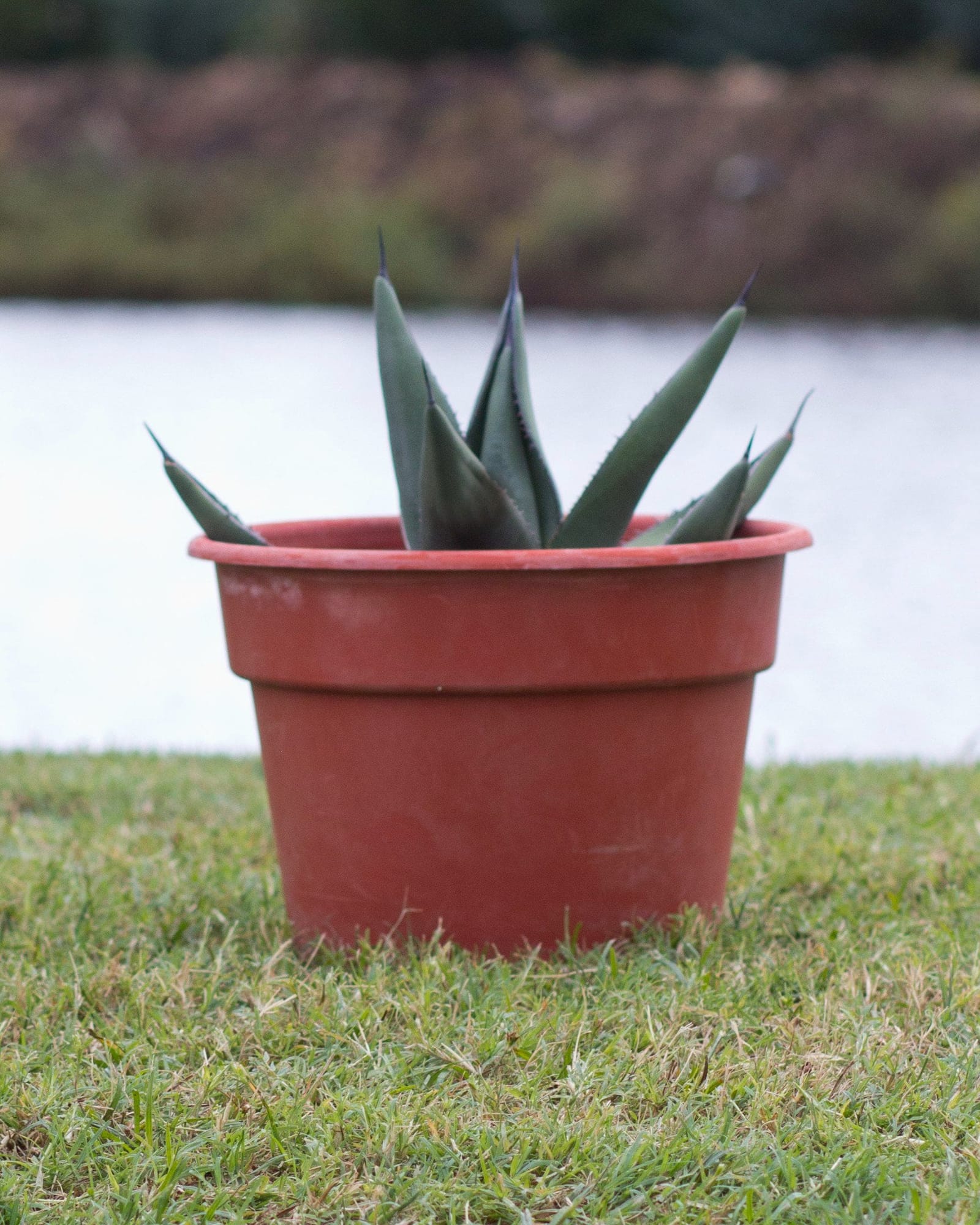 Sharkskin Agave blue green leaves Sharkskin Agave with upright blue-green pointed leaves in a red container on grass