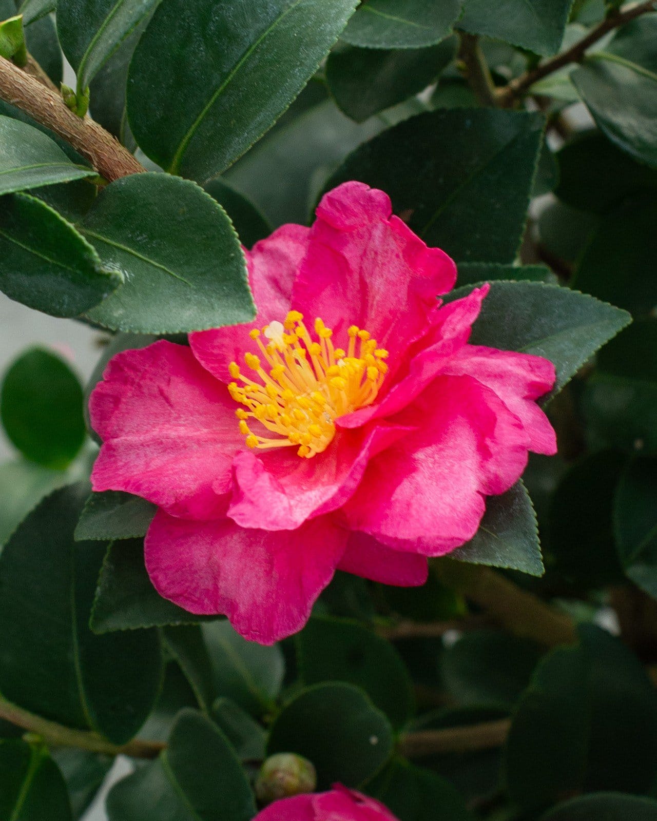Shishi Gashira Camellia