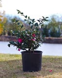 Shishi Gashira Camellia with dark green foliage and bright pink flowers in a black nursery container