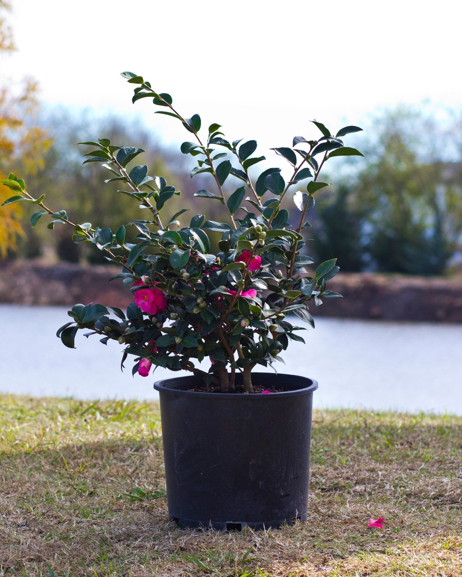 Shishi Gashira Camellia pink flowers Shishi Gashira Camellia with dark green foliage and bright pink flowers in a black nursery container