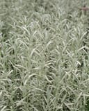 Silver Anouk Lavender with dense silvery foliage and small purple flower buds
