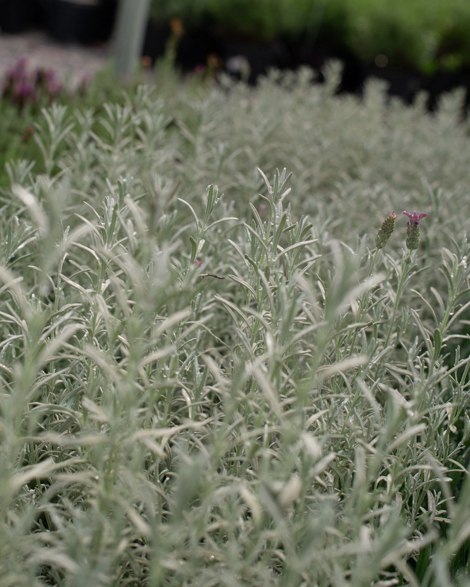 Silver Anouk Lavender silvery foliage Silver Anouk Lavender with silvery foliage and small purple flowers in a nursery bed