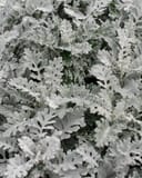 Silver Dust Dusty Miller with dense, finely lobed silver-gray foliage