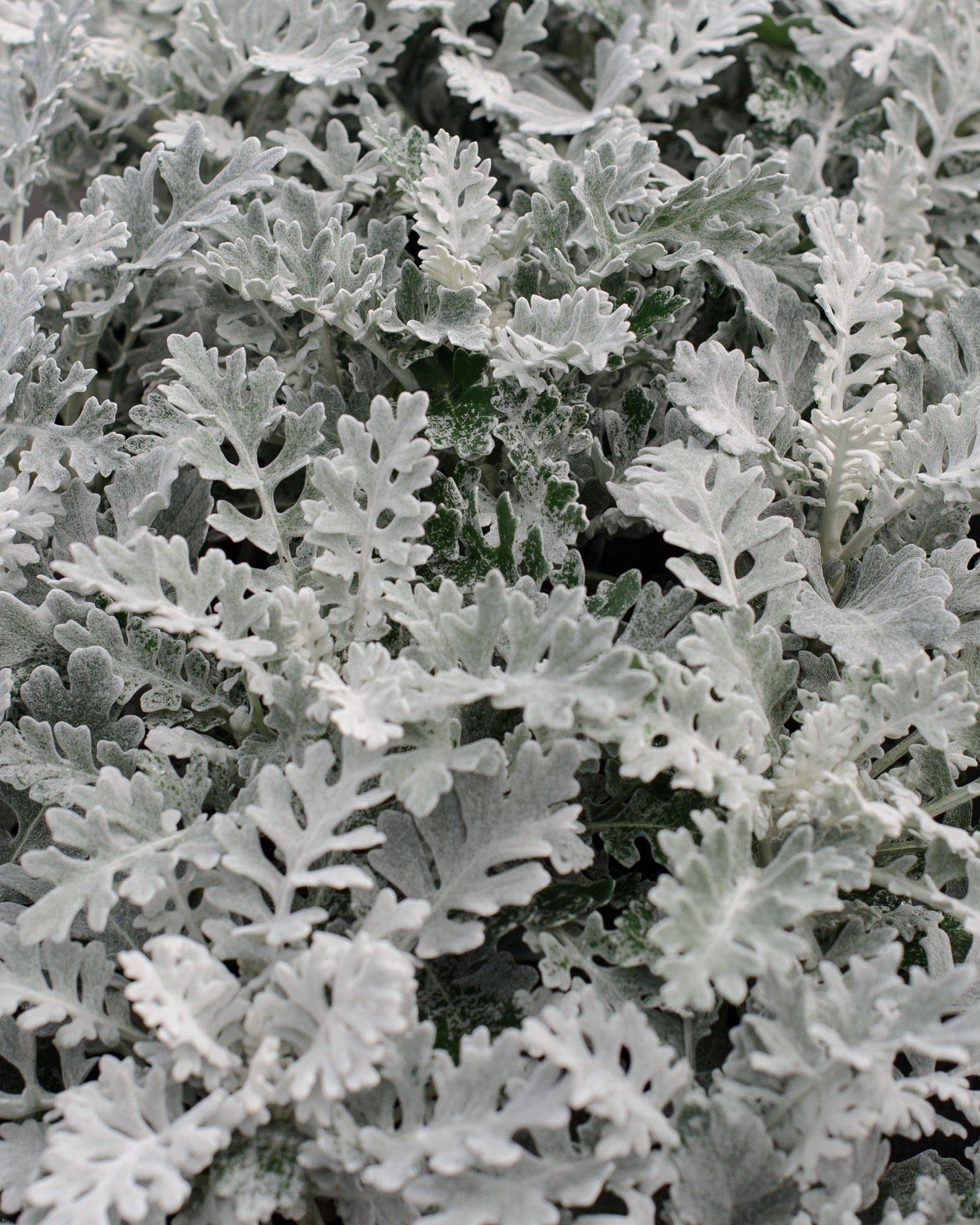 Silver Dust Dusty Miller silver foliage Silver Dust Dusty Miller with dense, finely lobed silver-gray foliage