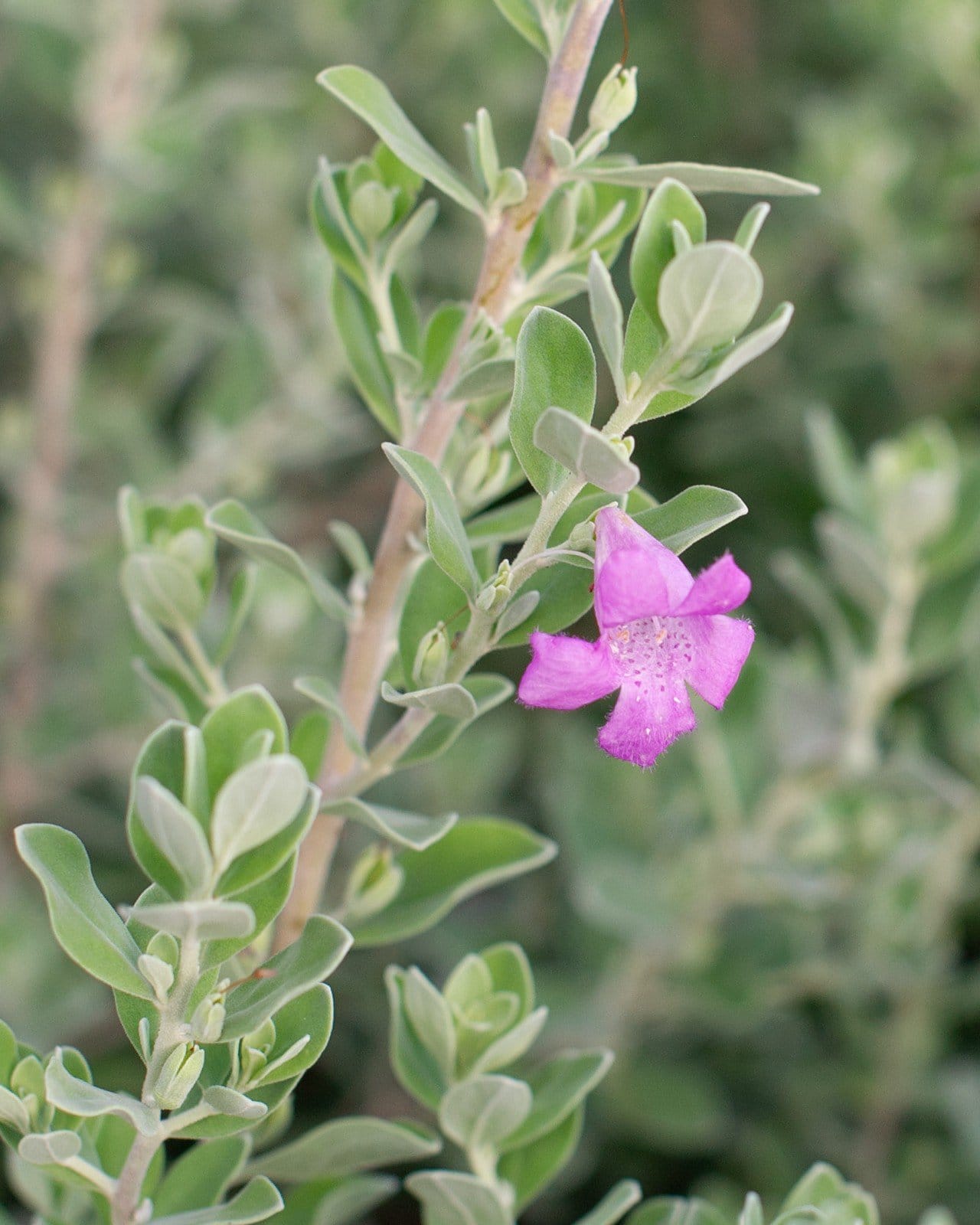 Silver Star Texas Sage - view 2
