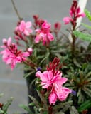 Siskiyou Pink Gaura with bright pink flowers and narrow green foliage in a nursery container