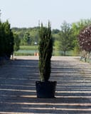 Sky Pencil Holly in a black nursery container with a narrow upright form