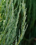 Skyrocket Juniper with dense blue green scale-like foliage and upright narrow branches