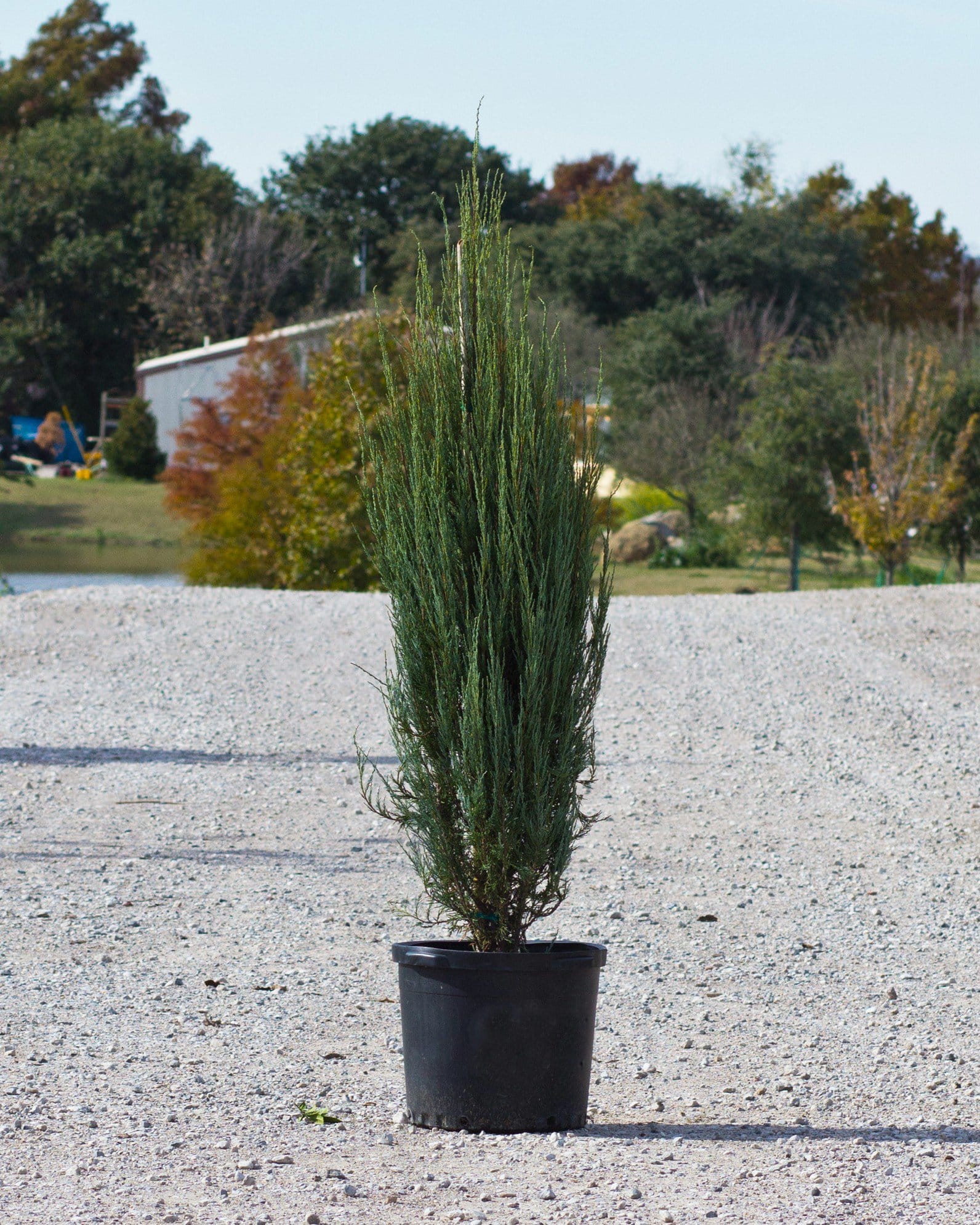 Skyrocket Juniper