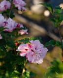 Smoothie Fusion Althea with pale pink double flowers and green foliage