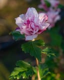 Smoothie Fusion Althea with a large ruffled pink and white flower and green foliage