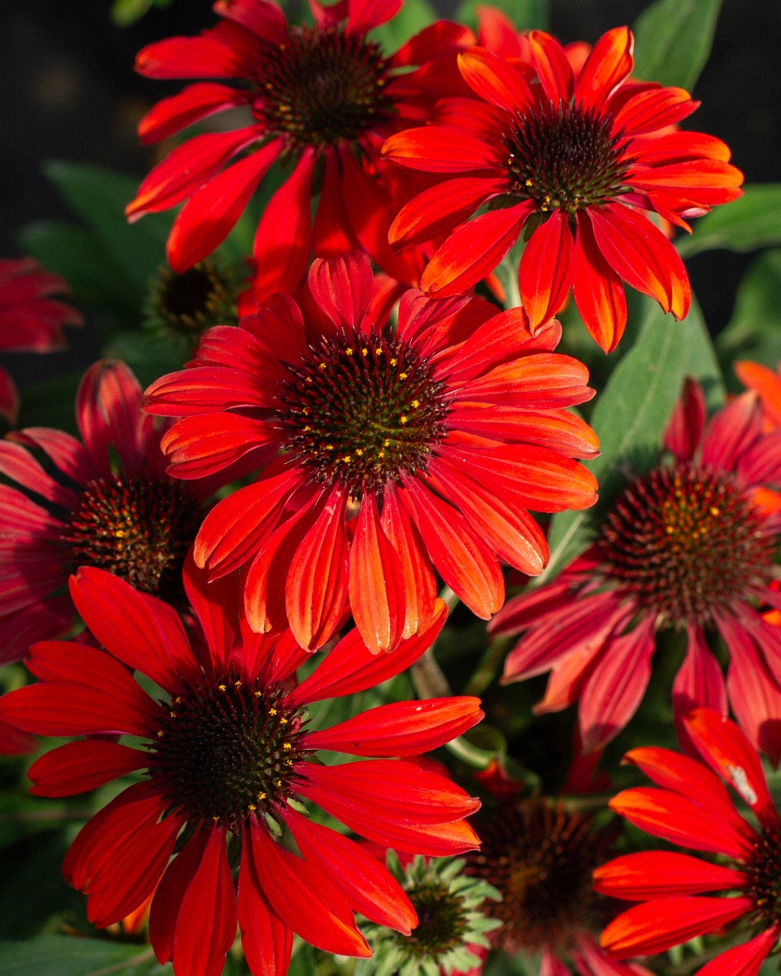 Sombrero Sangrita Coneflower red orange blooms Sombrero Sangrita Coneflower with vivid red-orange flowers and dark central cones