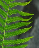 Southern Wood Fern with bright green, finely divided fronds against a dark background