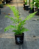 Southern Wood Fern with delicate green fronds in a black nursery container