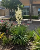 Spanish Dagger Yucca with spiky green leaves and a tall cream flower stalk in a landscaped bed