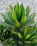 Splendida Agave with pointed green leaves edged in white spines