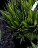Splendida Agave with dense green pointed leaves and pale serrated edges