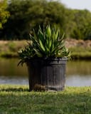 Splendida Agave with spiky green leaves in a black container beside a pond