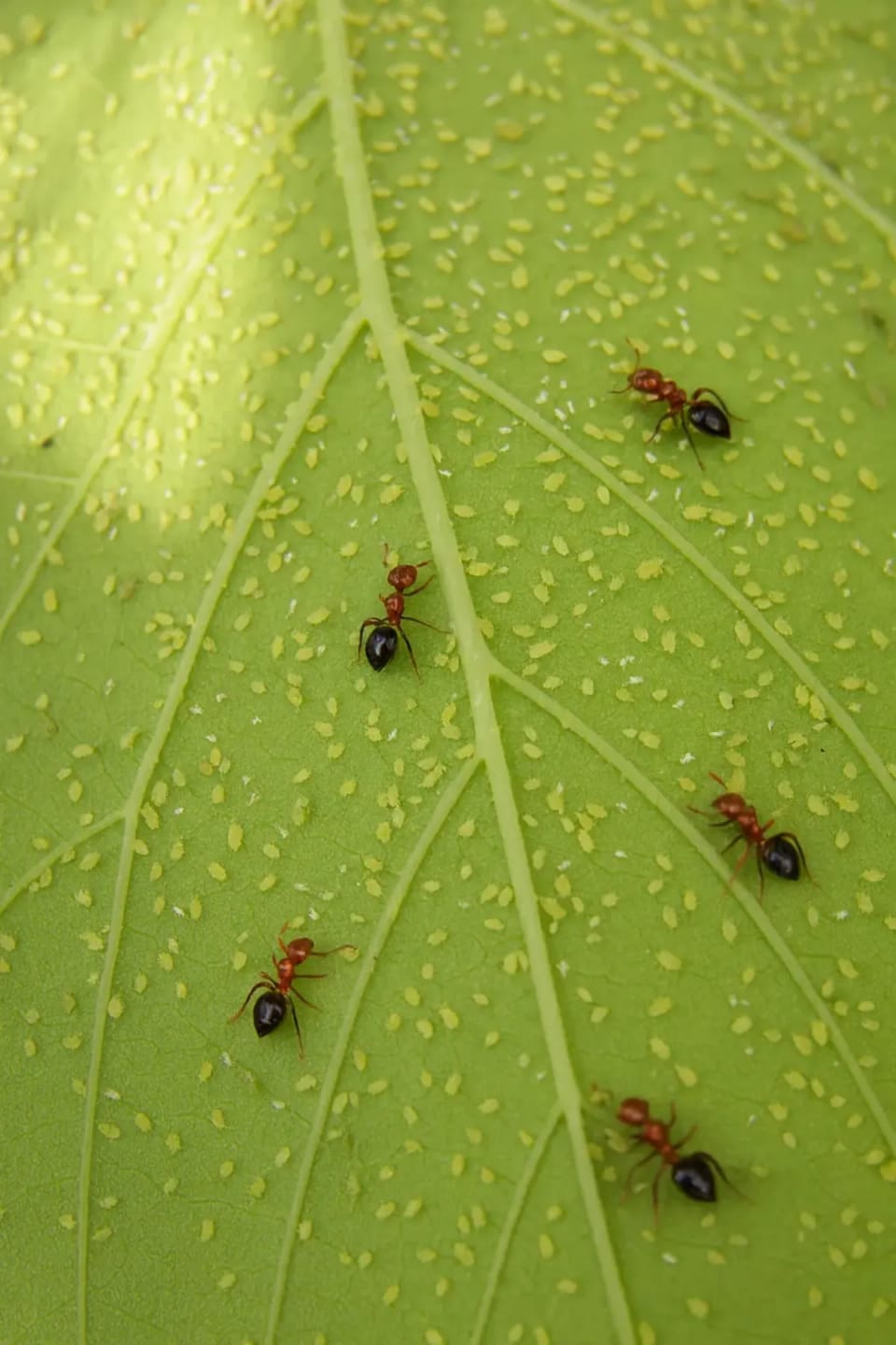 Ants tending aphids clustered on a leaf