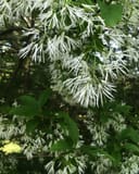 Spring Fleecing Fringe Tree with abundant white, fringe-like flowers among glossy green leaves