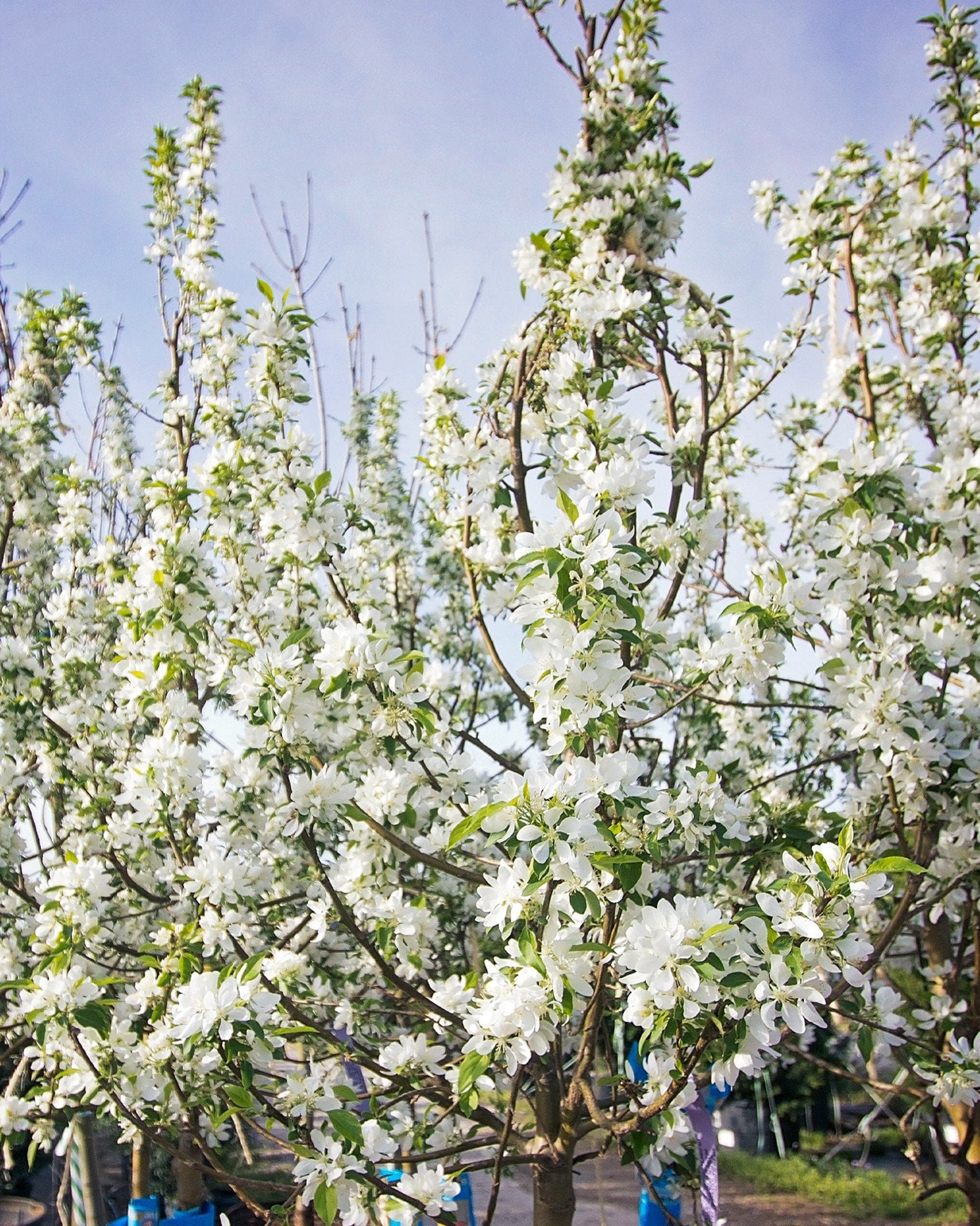 Spring Snow Crabapple white blossoms Spring Snow Crabapple covered in white blossoms among nursery trees