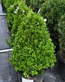 Sprinter Boxwood Cone with dense bright green foliage in a black nursery container