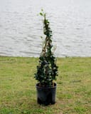 Star Jasmine Madison Hardy Espalier with glossy green leaves in a black nursery container beside a pond