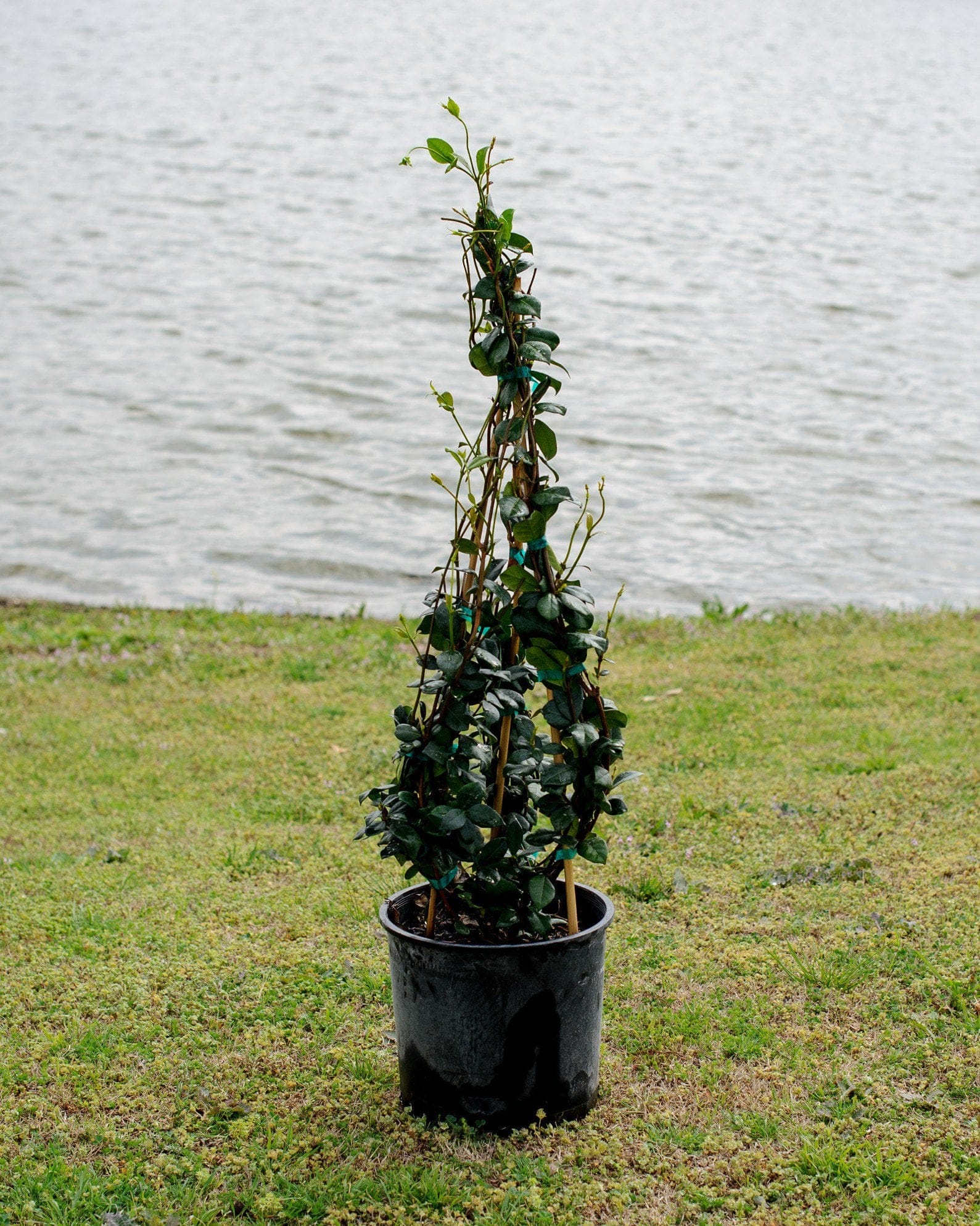 Star Jasmine Madison Hardy Espalier