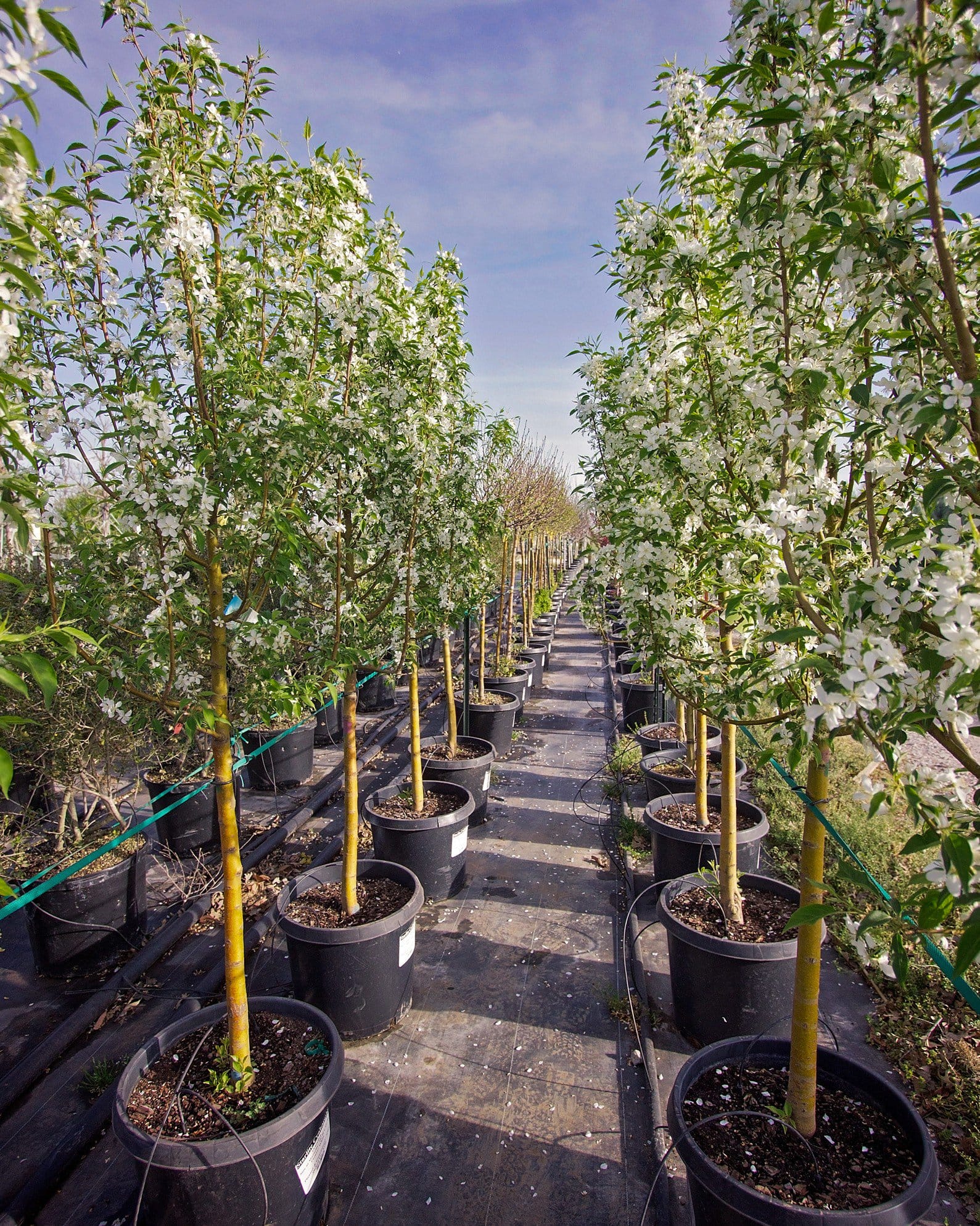 Starlite Crabapple - view 2