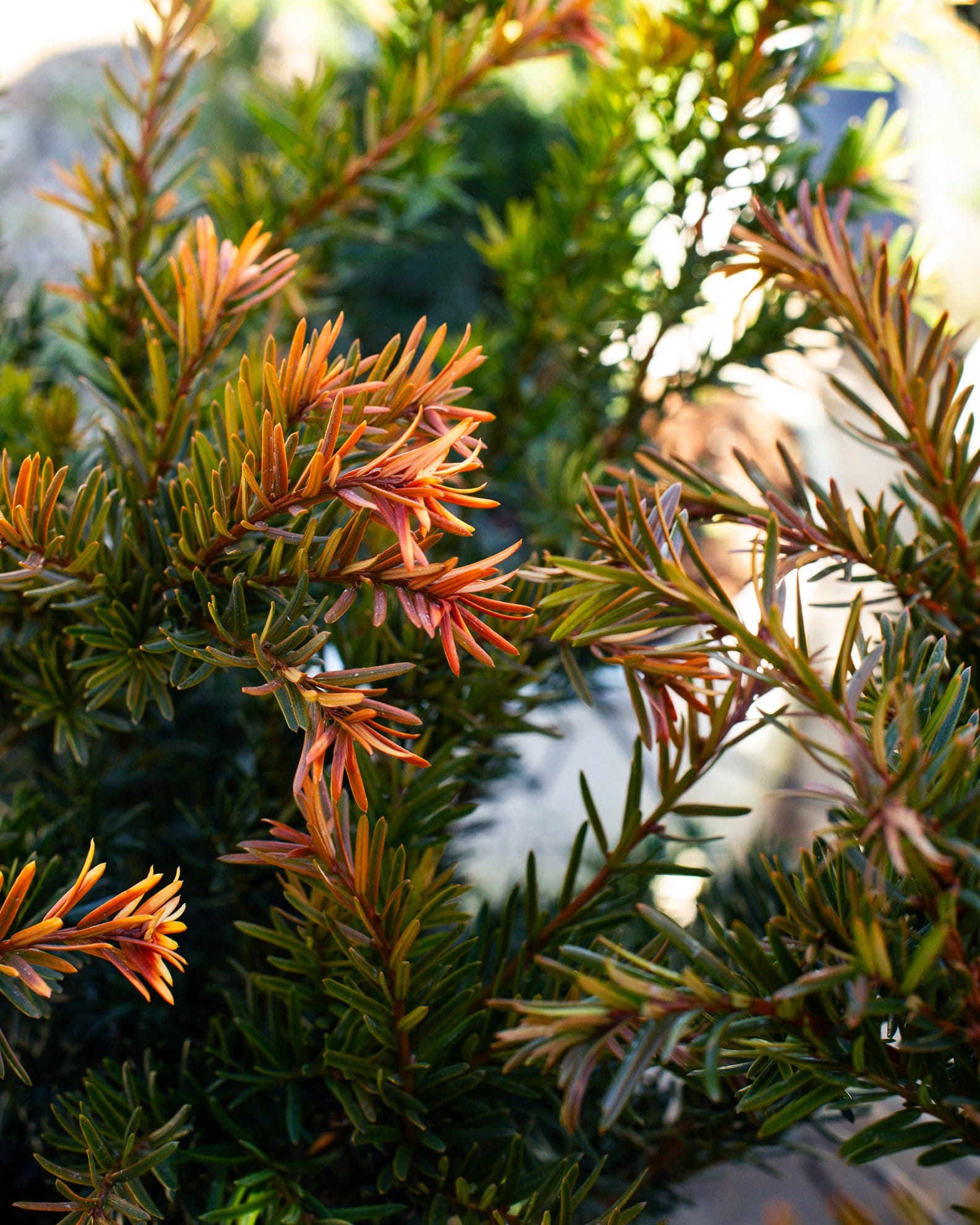 Stonehenge Dark Druid Yew