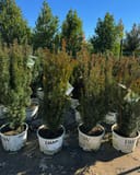 Stonehenge Yew shrubs with narrow upright foliage in containers at the nursery