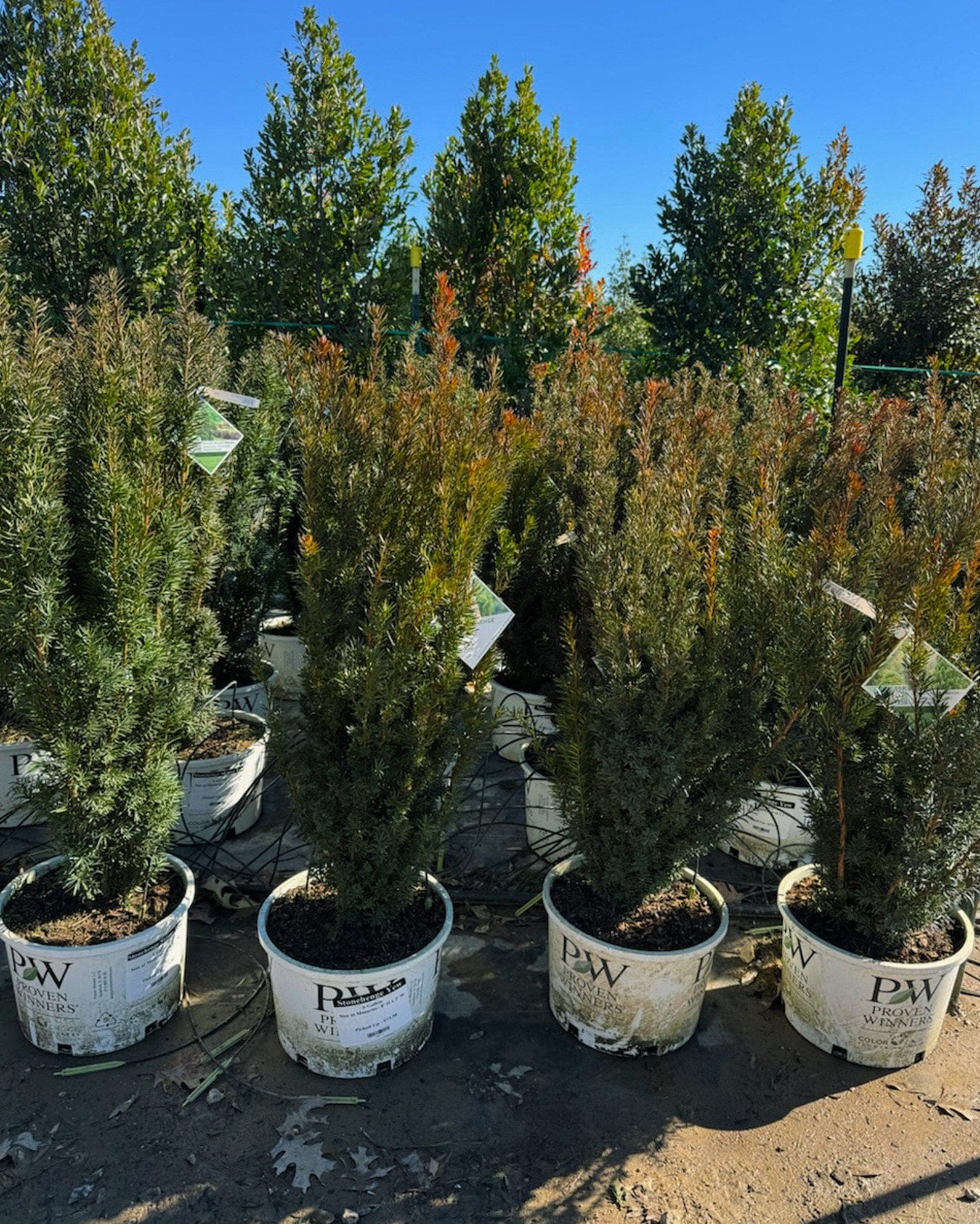 Stonehenge Yew container shrubs Stonehenge Yew shrubs with narrow upright foliage in containers at the nursery