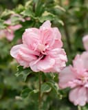 Sugar Tip Althea with a large ruffled pink flower and variegated green foliage