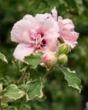 Sugar Tip Althea with pale pink flowers and variegated green and cream leaves