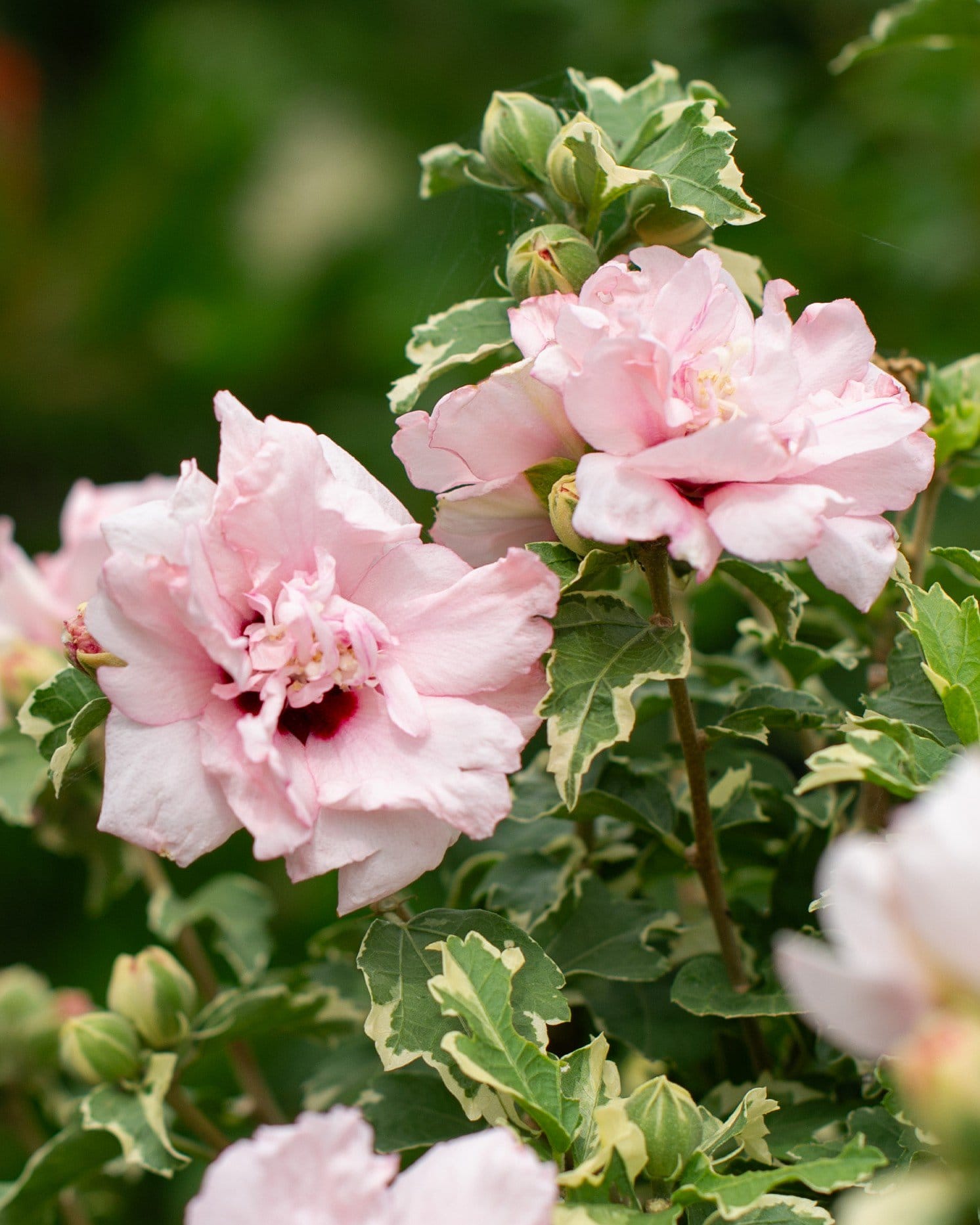 Sugar Tip Althea Tree Form pink flowers Sugar Tip Althea Tree Form with pink double flowers and variegated green and cream foliage