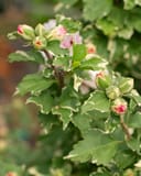 Sugar Tip Althea with variegated leaves and pink flower buds