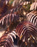 Summer Chocolate Mimosa with deep burgundy, feathery compound leaves